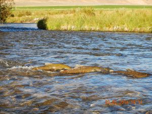 Lemhi River Chinook salmon (PC: USBWP)