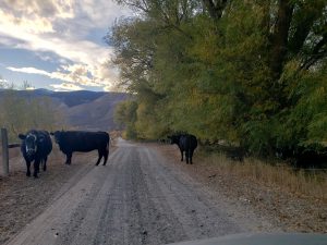 Evening Traffic (PC: IDWR)