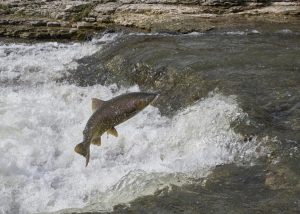 Upper Salmon River Basin Chinook salmon (PC: USBWP)