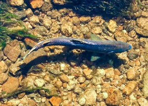 Marsh Creek Chinook salmon (PC: IDWR)