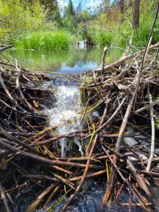 Panther Creek beaver pond (PC: IDWR)