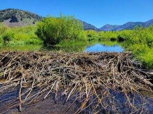 Pole Creek beaver pond (PC: IDWR)