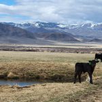 Calf-Cow Pairs in Pahsimeroi Valley (PC: IDWR)
