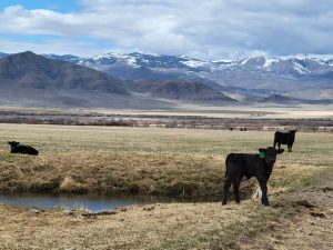 Calf-Cow Pairs in Pahsimeroi Valley (PC: IDWR)
