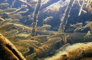 Juvenile Chinook salmon