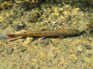 Upper Salmon River bull trout