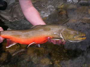 Upper Salmon River Basin fluvial bull trout (PC: IDFG)